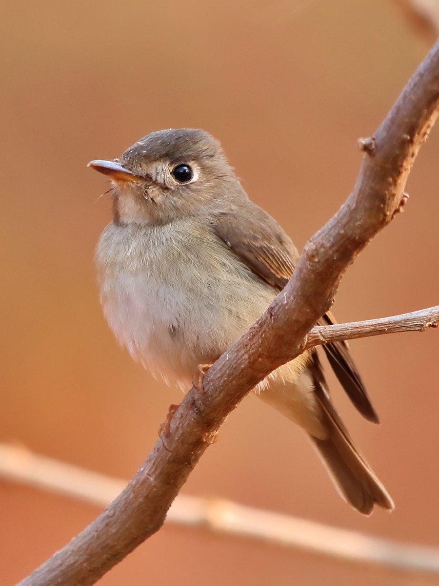 Brown-breasted Flycatcher - ML615173841