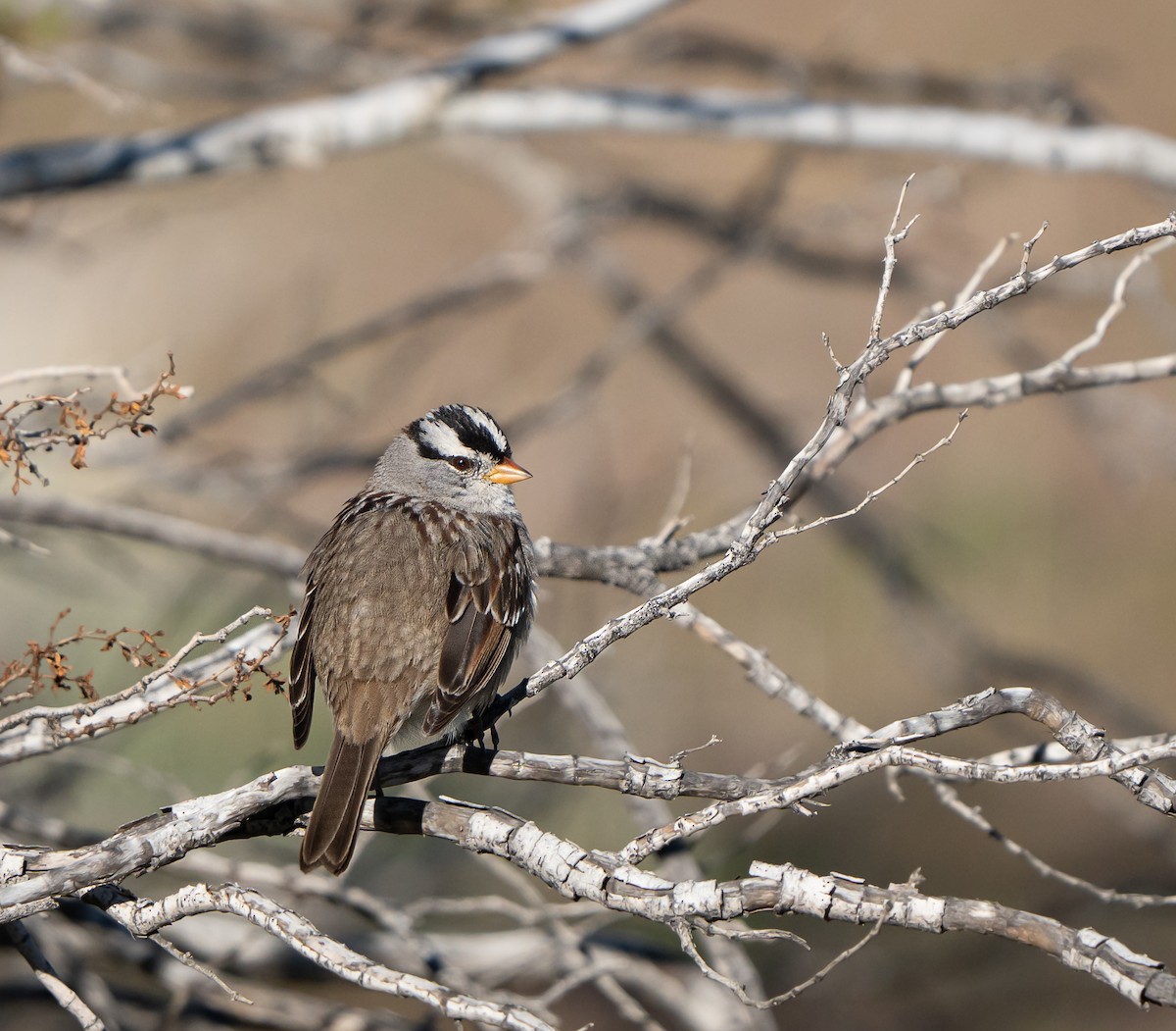 White-crowned Sparrow - ML615173853