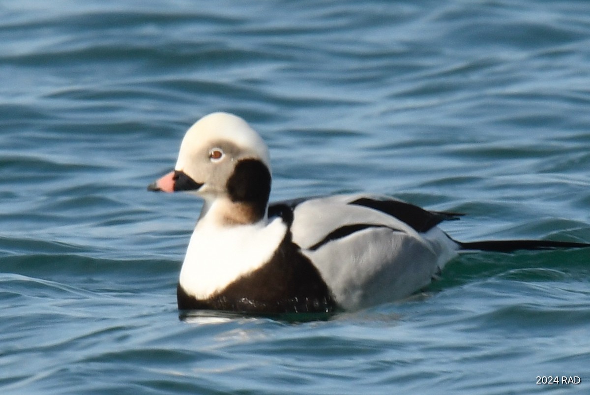 Long-tailed Duck - ML615173959