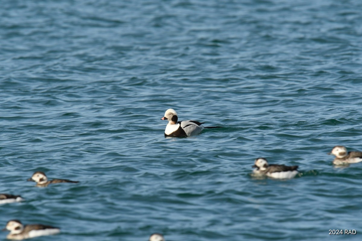 Long-tailed Duck - ML615173969
