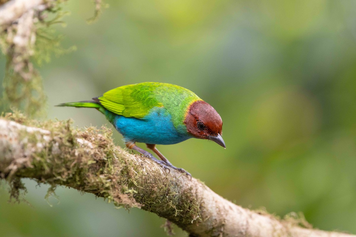 Bay-headed Tanager - ML615173971