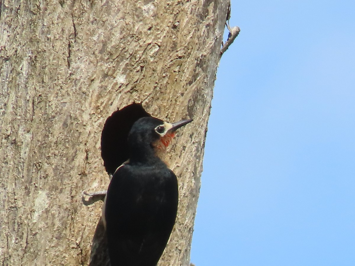 Puerto Rican Woodpecker - ML615174122