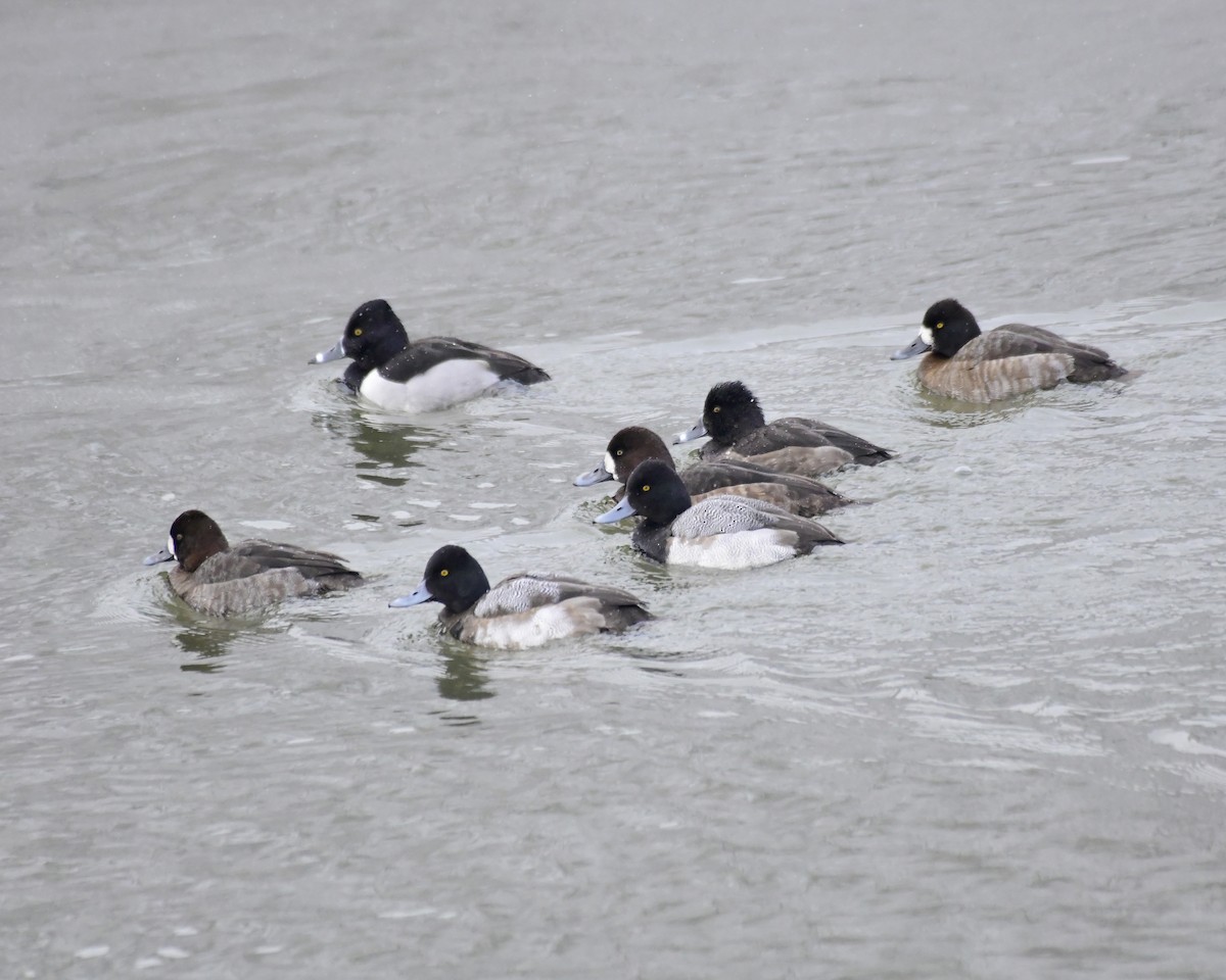 Greater Scaup - ML615174193