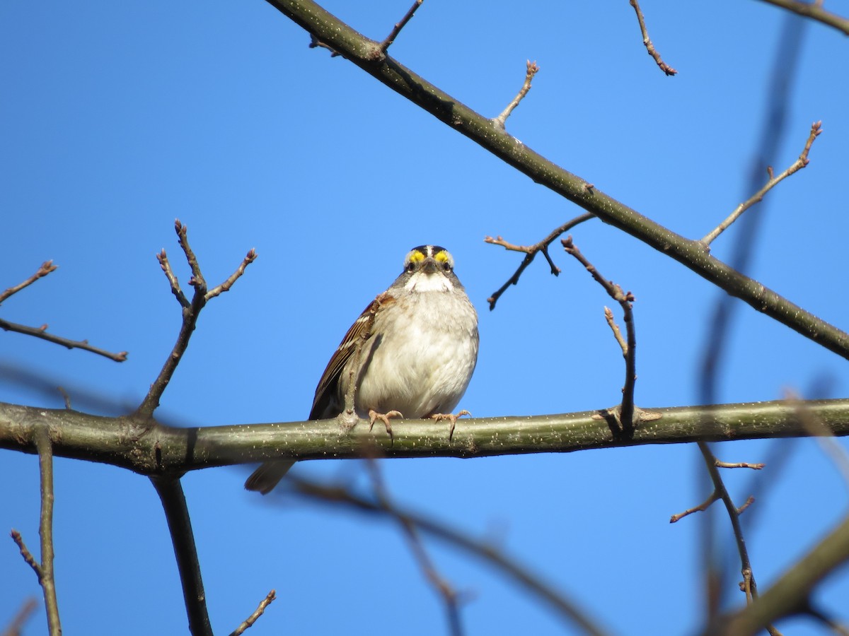 White-throated Sparrow - ML615174241
