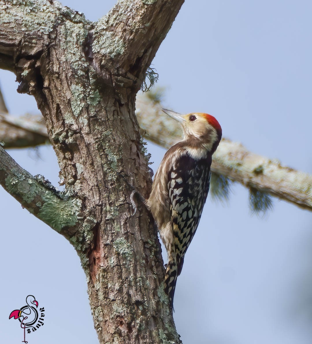 Yellow-crowned Woodpecker - ML615174266