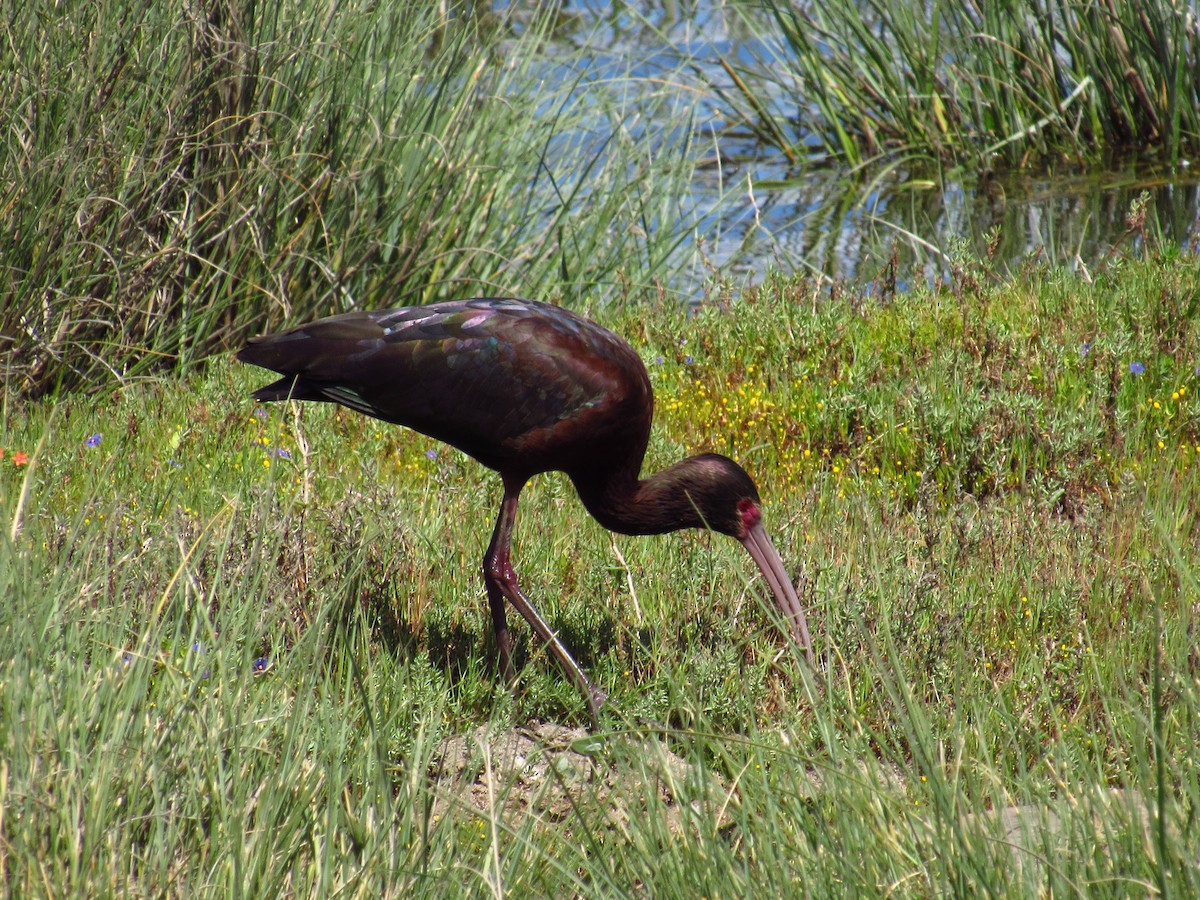 ibis americký - ML615174307
