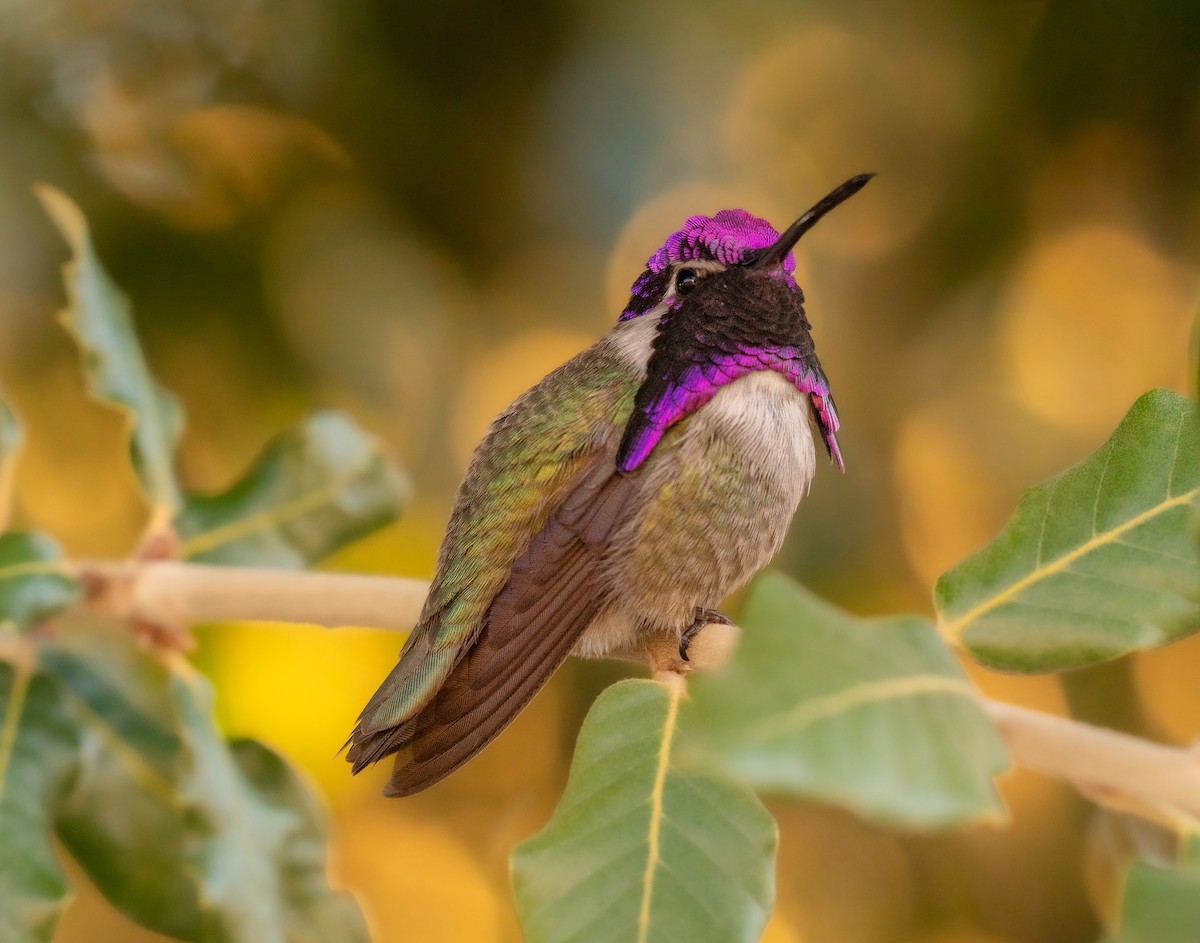 Costa's Hummingbird - ML615174311