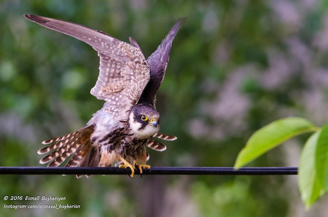 Juvenile underwing coverts. - Eurasian Hobby - 