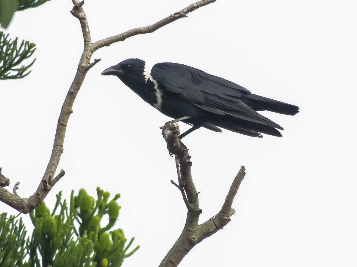 Collared Crow - ML615174419