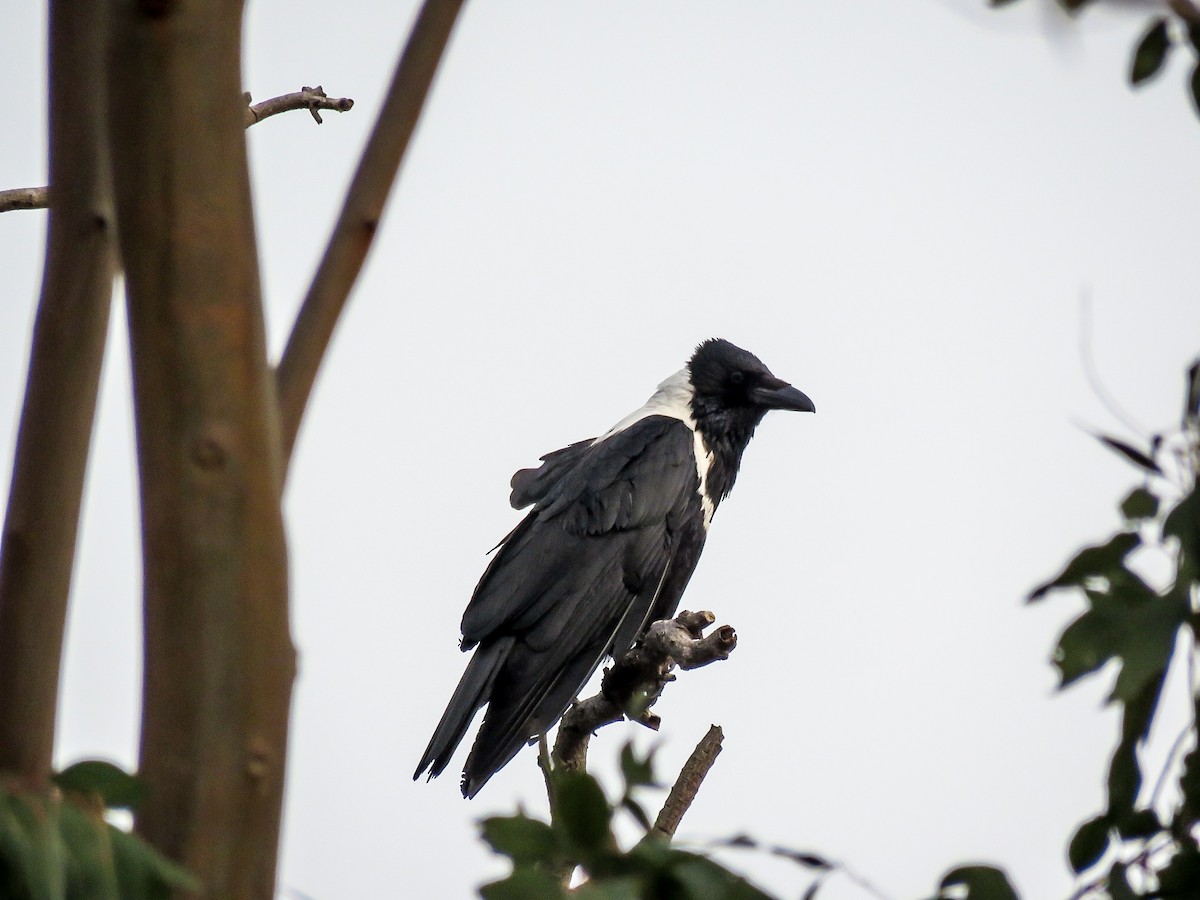 Collared Crow - ML615174420