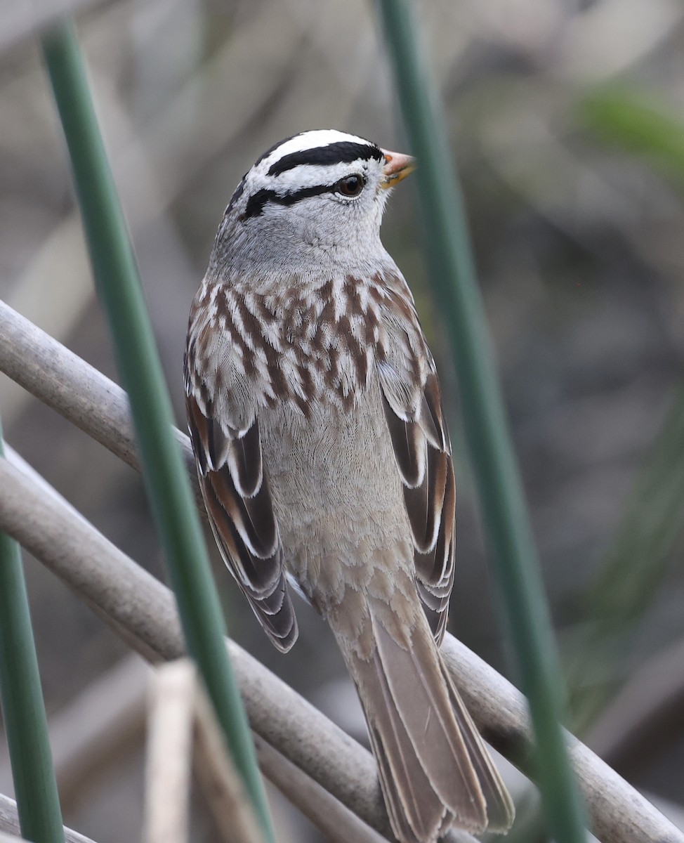 White-crowned Sparrow - ML615174559