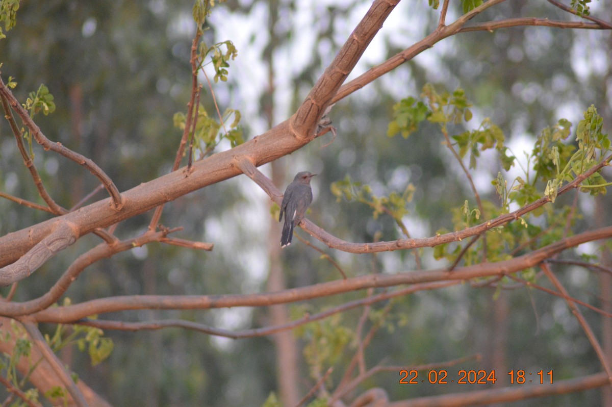 Gray-bellied Cuckoo - Abhilash H R