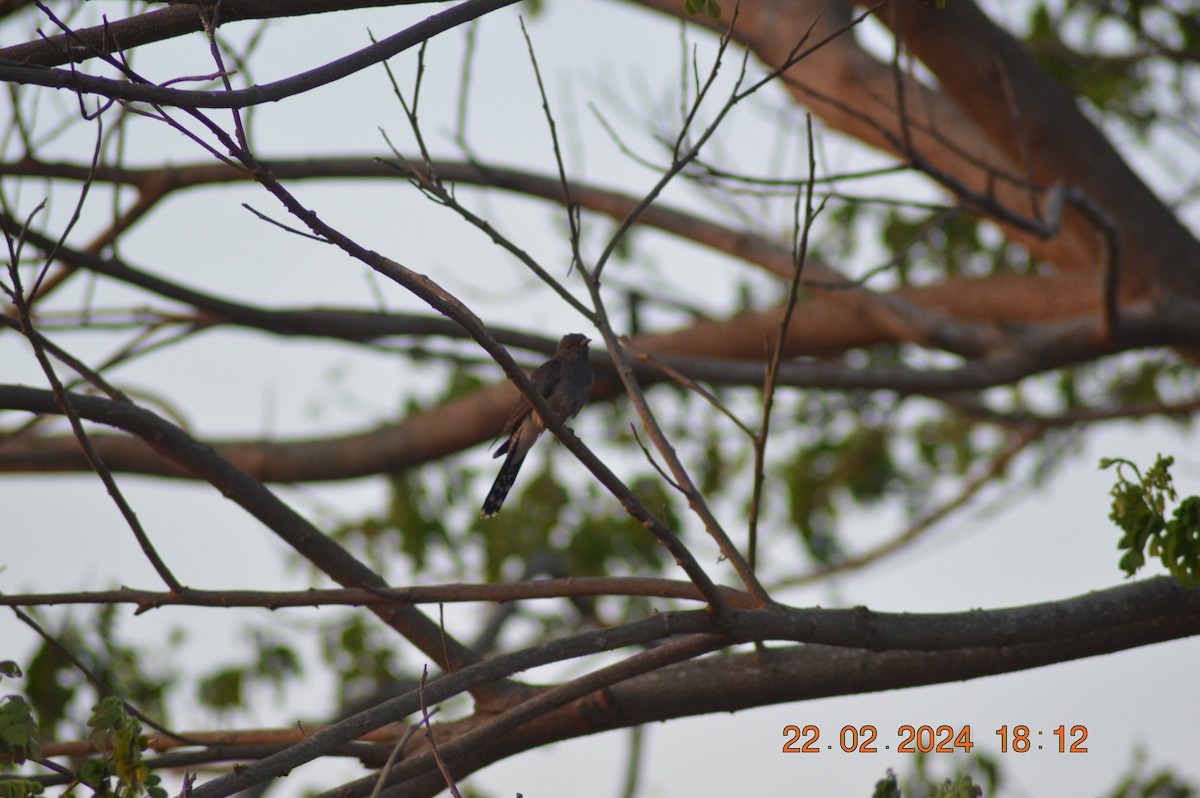 Gray-bellied Cuckoo - ML615174857