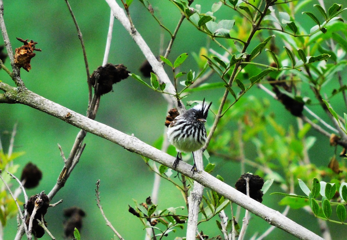 Pied-crested Tit-Tyrant - ML615174879