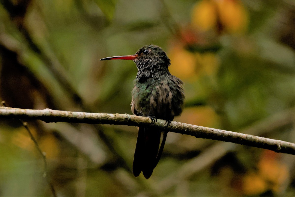 Rufous-tailed Hummingbird (Rufous-tailed) - ML615174959