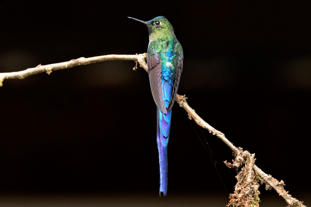 Violet-tailed Sylph - ML615174964