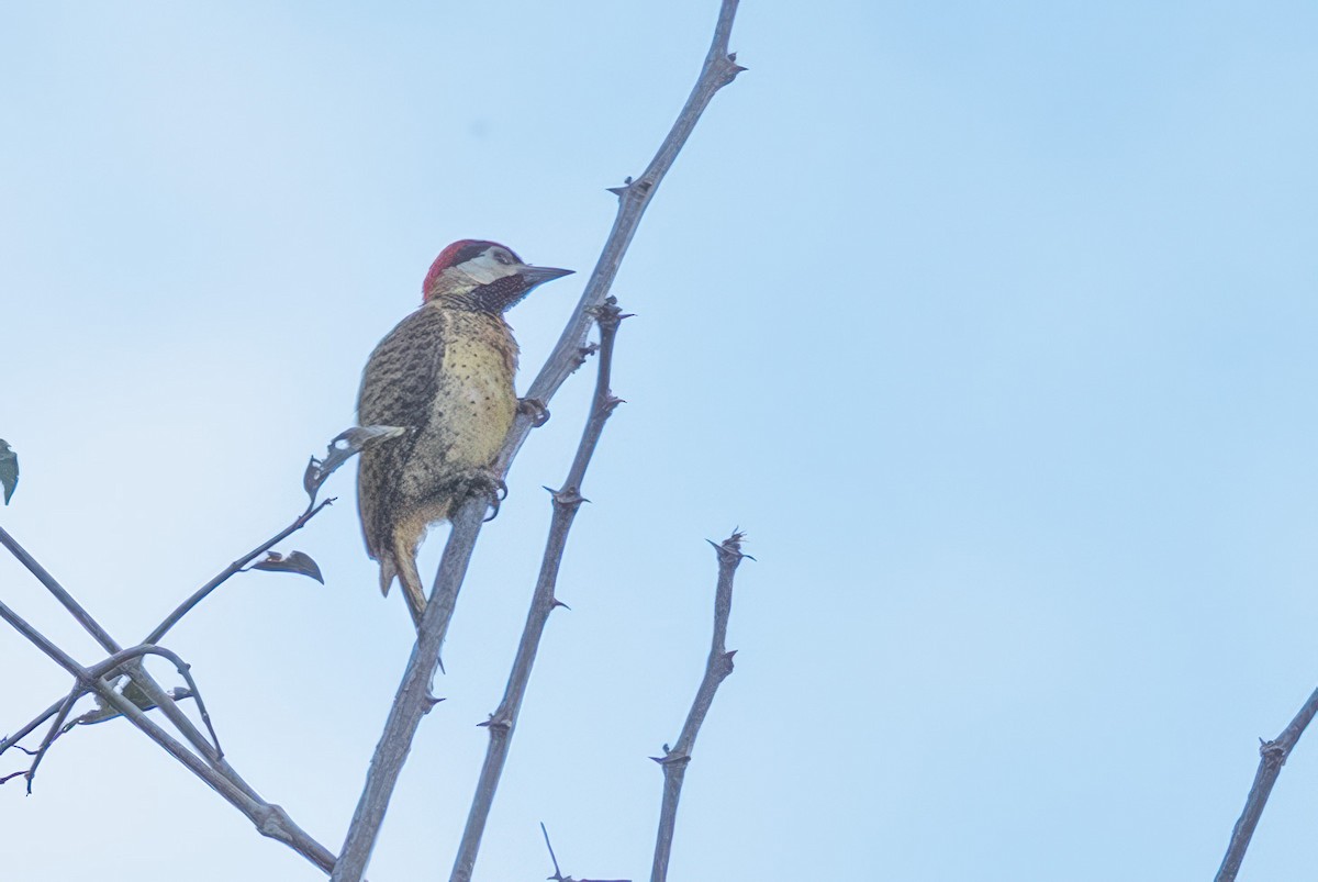 Spot-breasted Woodpecker - ML615175077