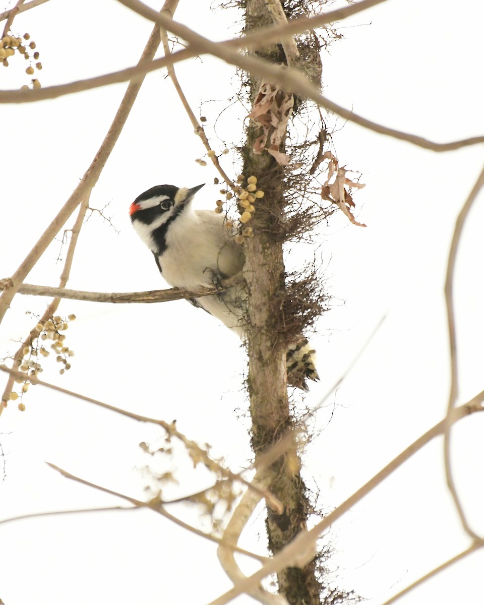 Downy Woodpecker (Eastern) - ML615175179