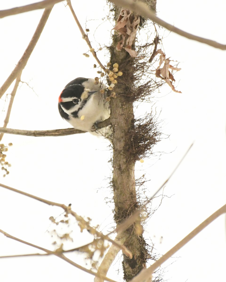 Downy Woodpecker (Eastern) - ML615175180