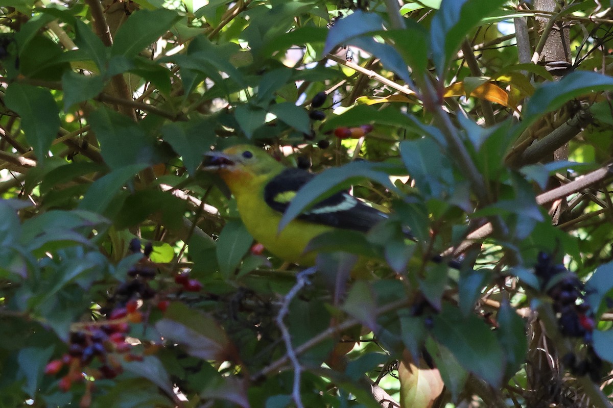Western Tanager - ML615175274