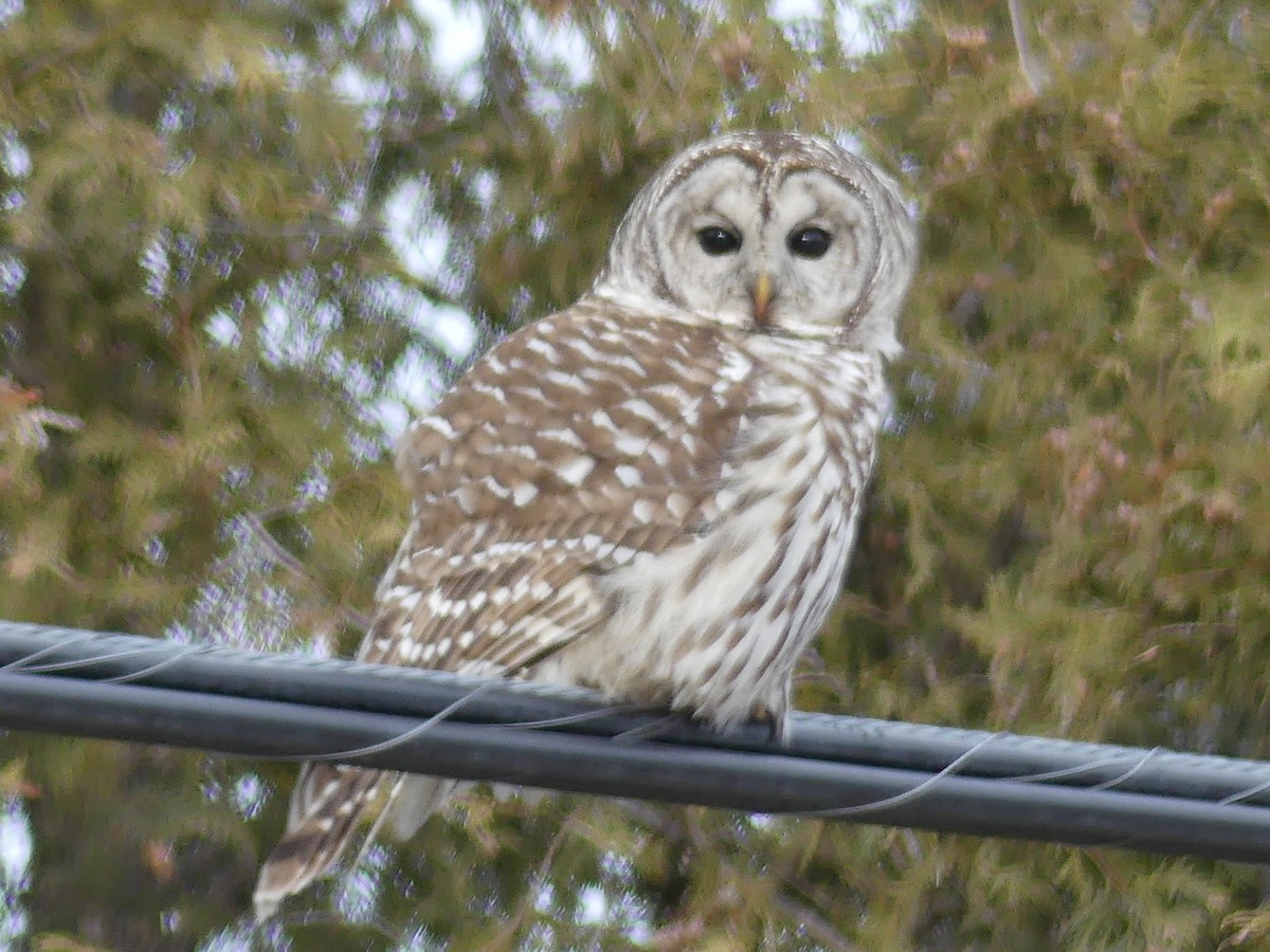 Barred Owl - ML615175385