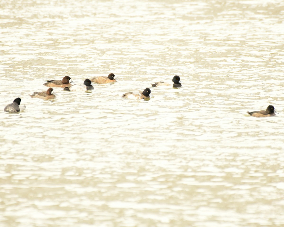 Greater Scaup - ML615175586