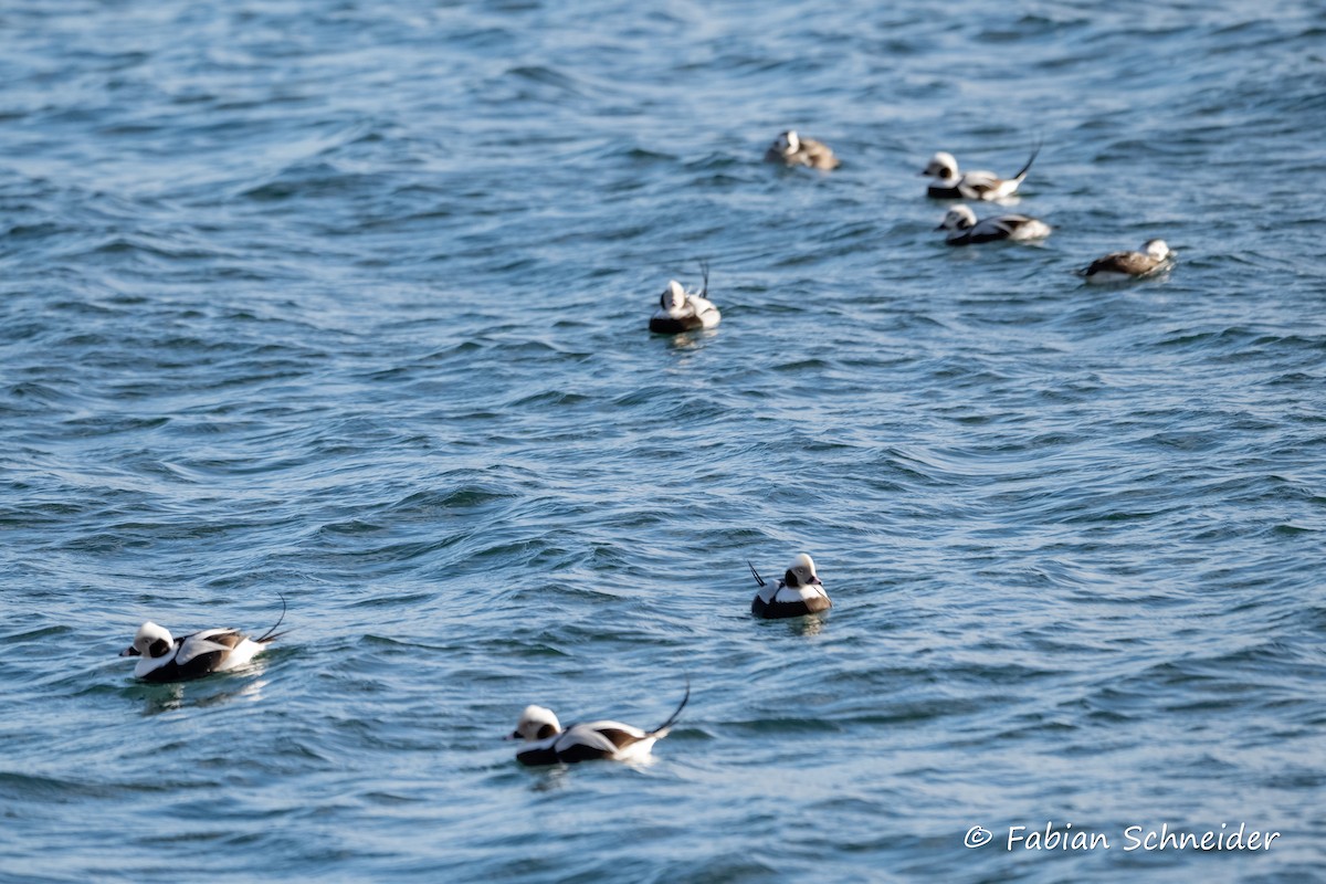 Long-tailed Duck - ML615175649
