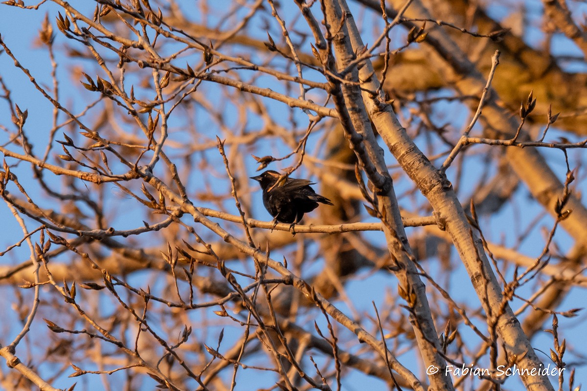 Red-winged Blackbird (Red-winged) - ML615175698
