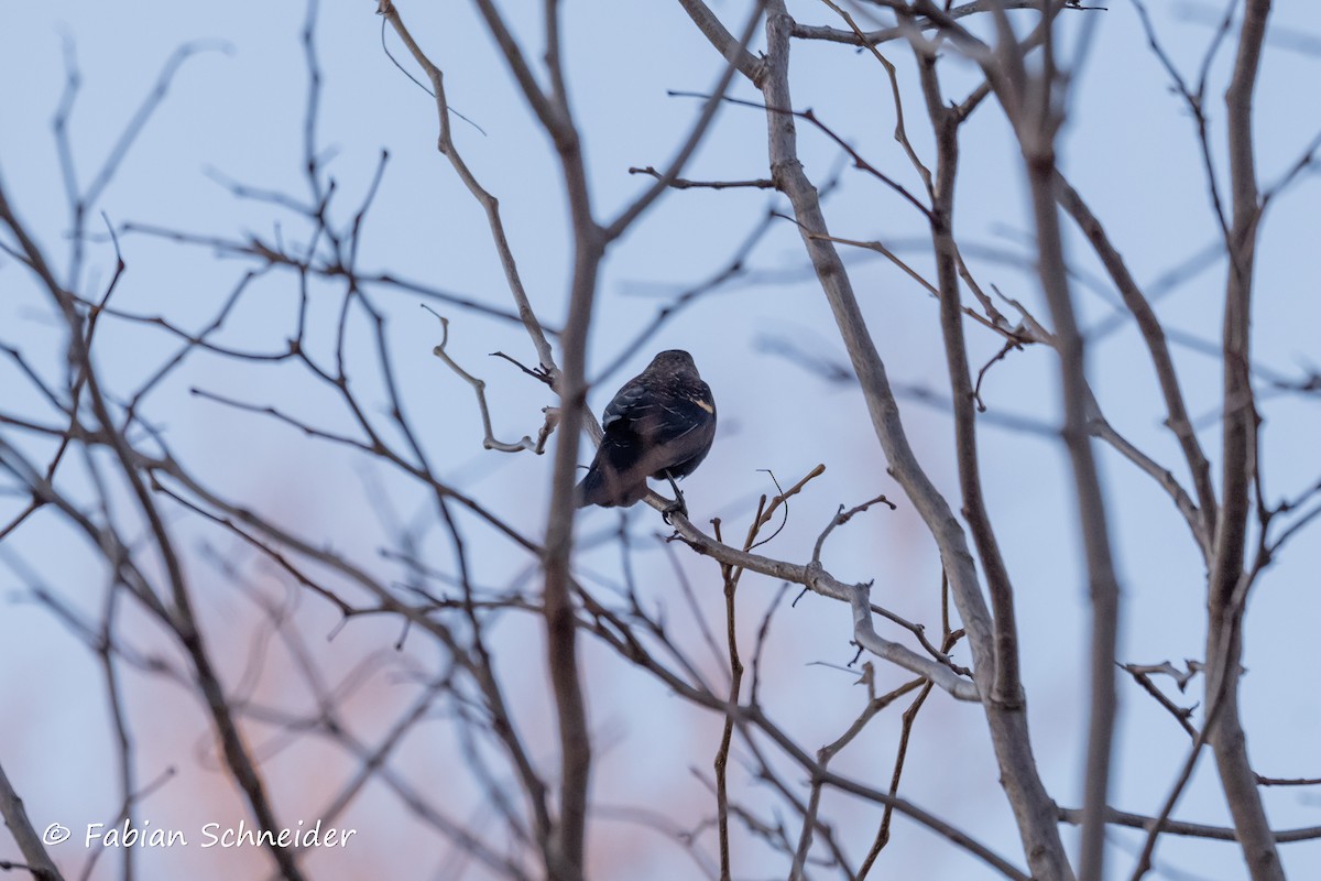 Red-winged Blackbird (Red-winged) - ML615175699