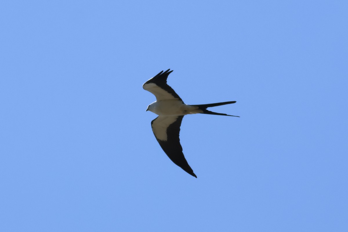 Swallow-tailed Kite - ML615175717