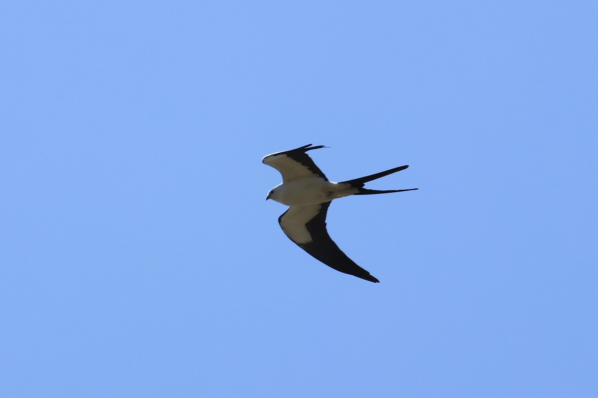 Swallow-tailed Kite - ML615175718
