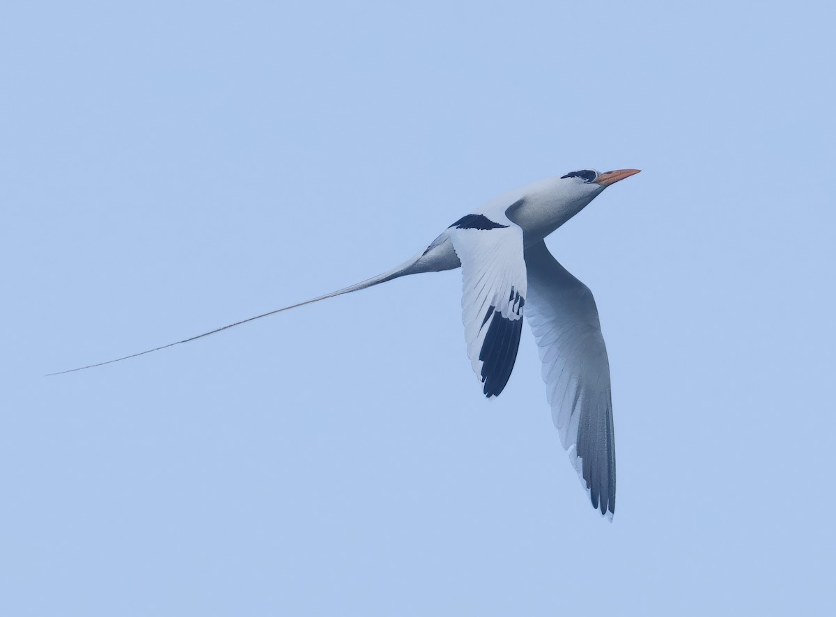 White-tailed Tropicbird - ML615175729