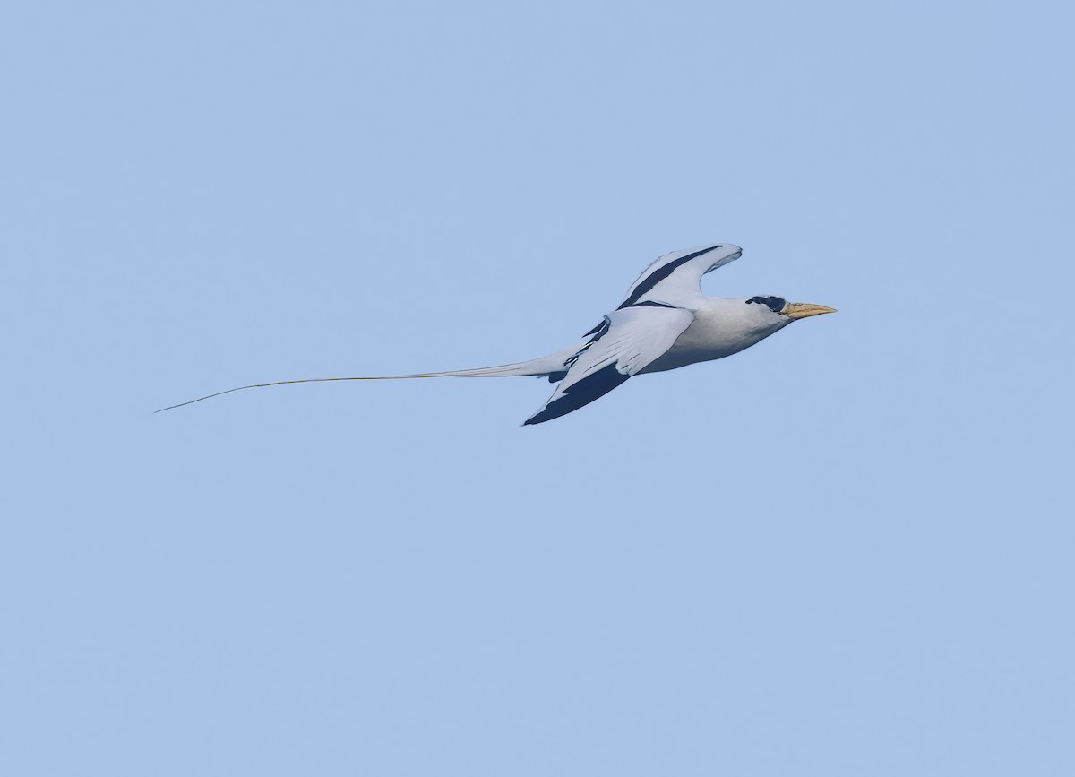 White-tailed Tropicbird - ML615175730