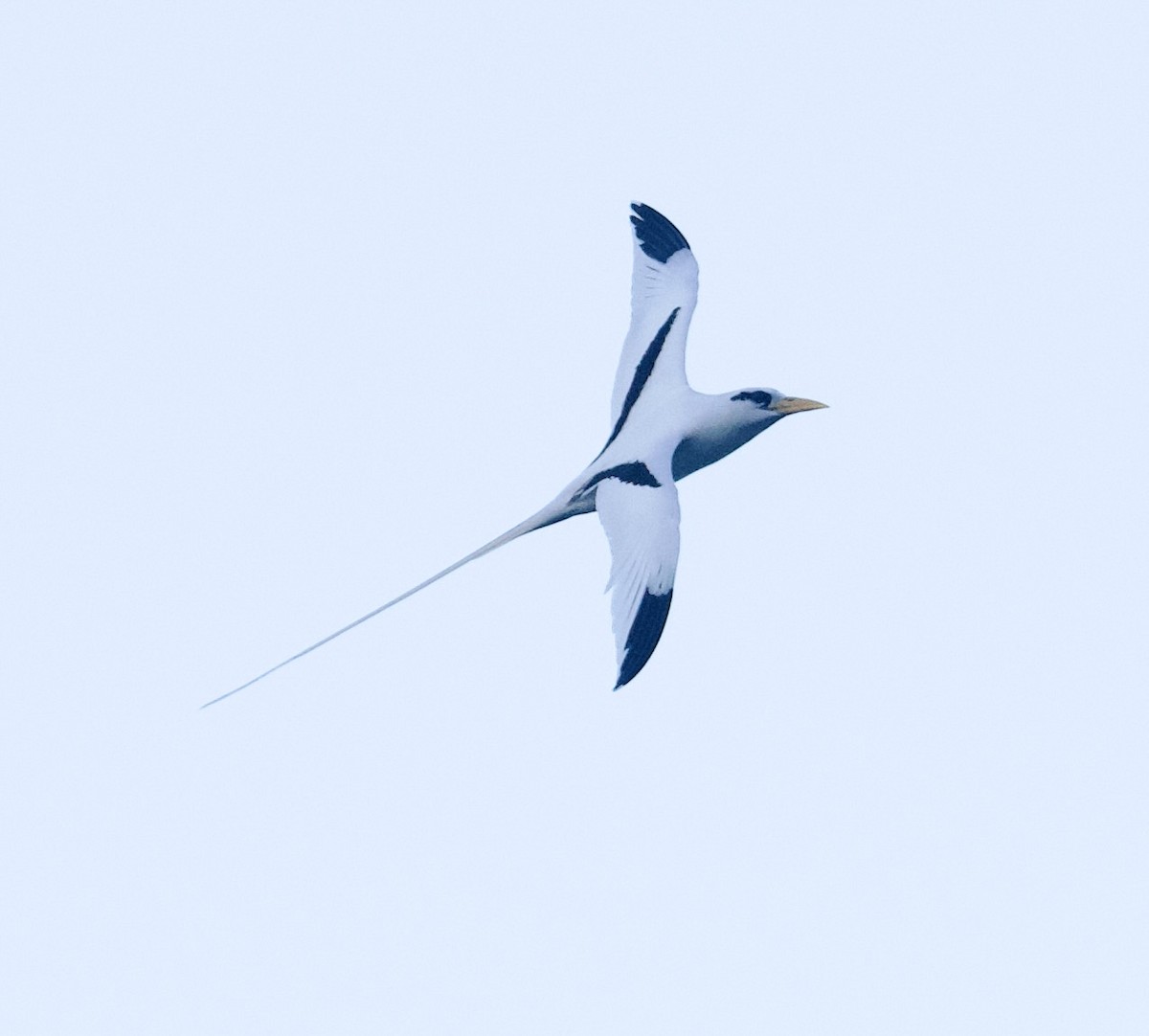 White-tailed Tropicbird - ML615175731
