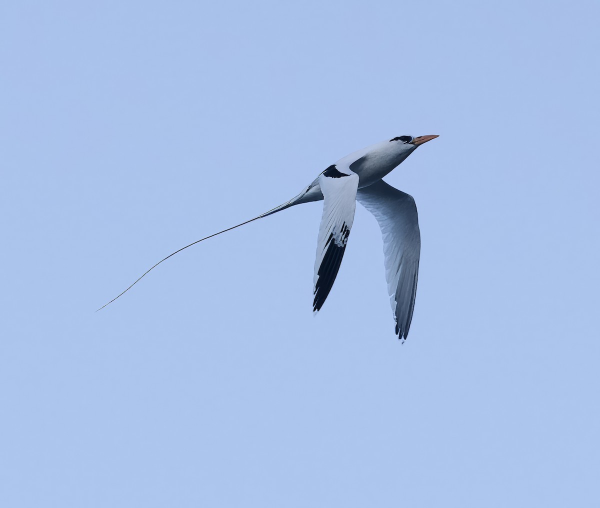 White-tailed Tropicbird - ML615175732