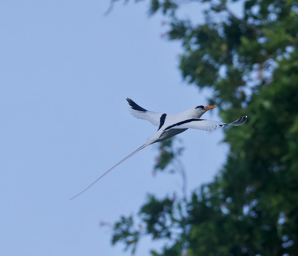 White-tailed Tropicbird - ML615175733