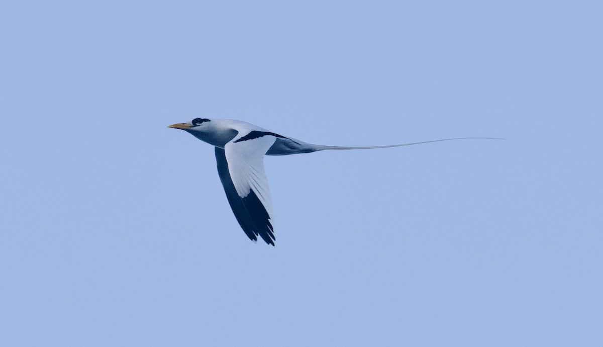 White-tailed Tropicbird - ML615175737