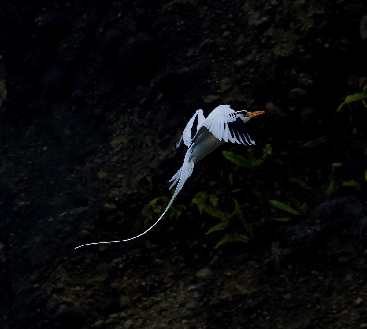White-tailed Tropicbird - ML615175738