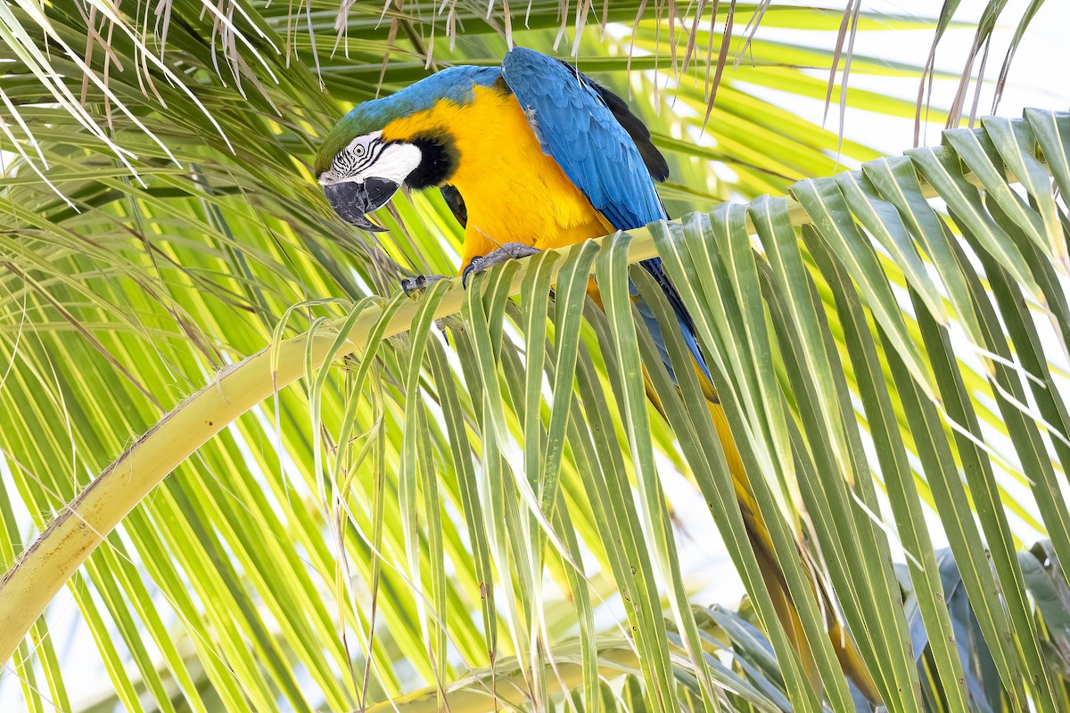 Blue-and-yellow Macaw - ML615175776