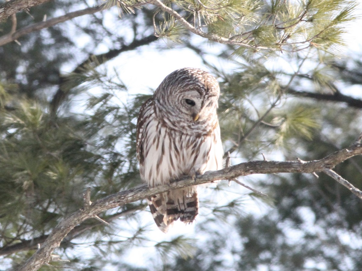 Barred Owl - ML615176028