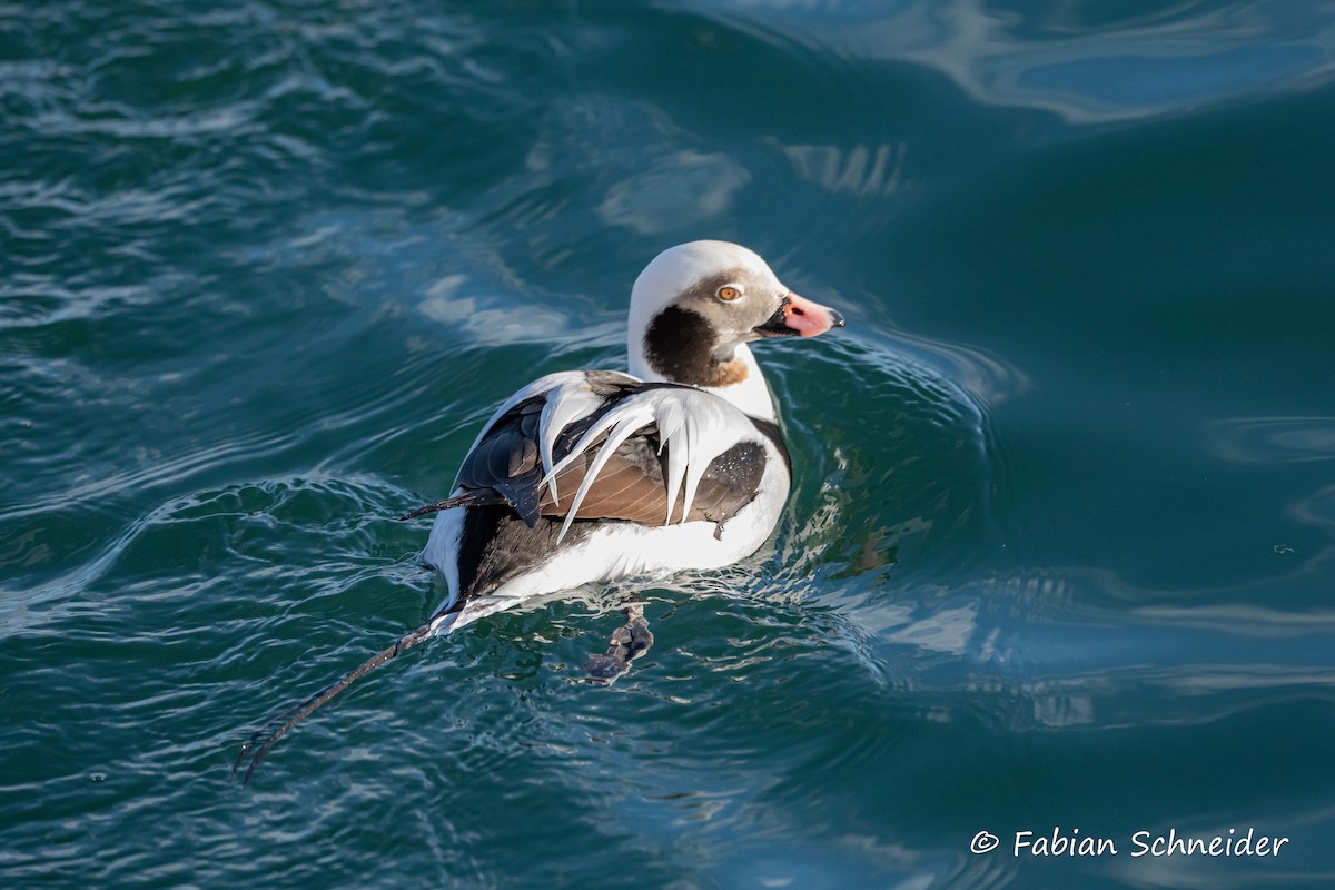 Long-tailed Duck - ML615176056