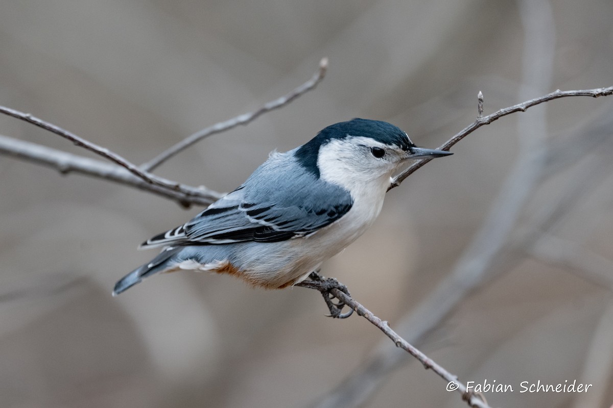 White-breasted Nuthatch (Eastern) - ML615176204