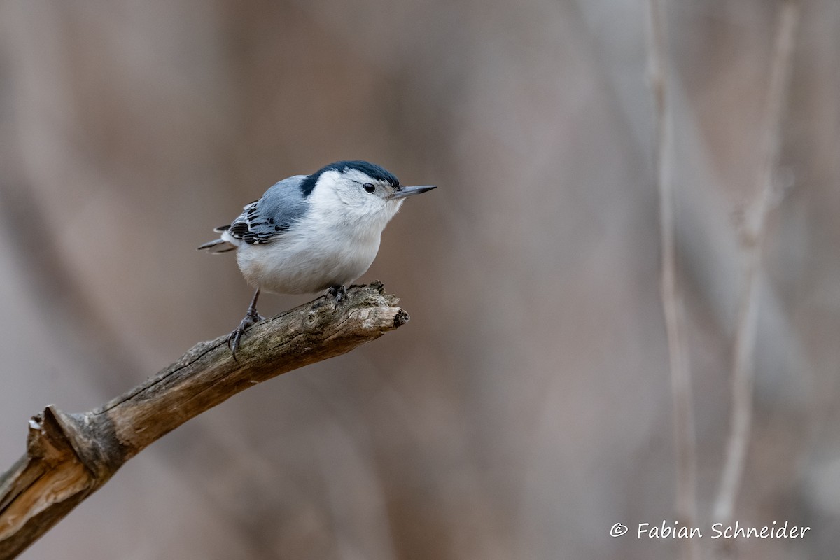 White-breasted Nuthatch (Eastern) - ML615176205