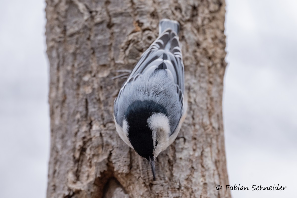 White-breasted Nuthatch (Eastern) - ML615176206