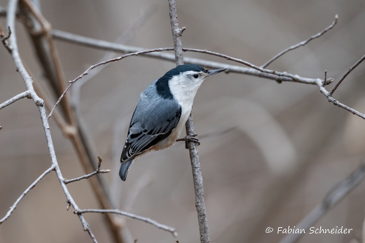 White-breasted Nuthatch (Eastern) - ML615176208