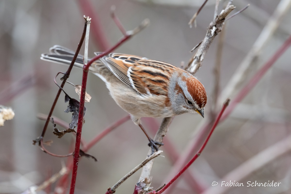 American Tree Sparrow - ML615176248
