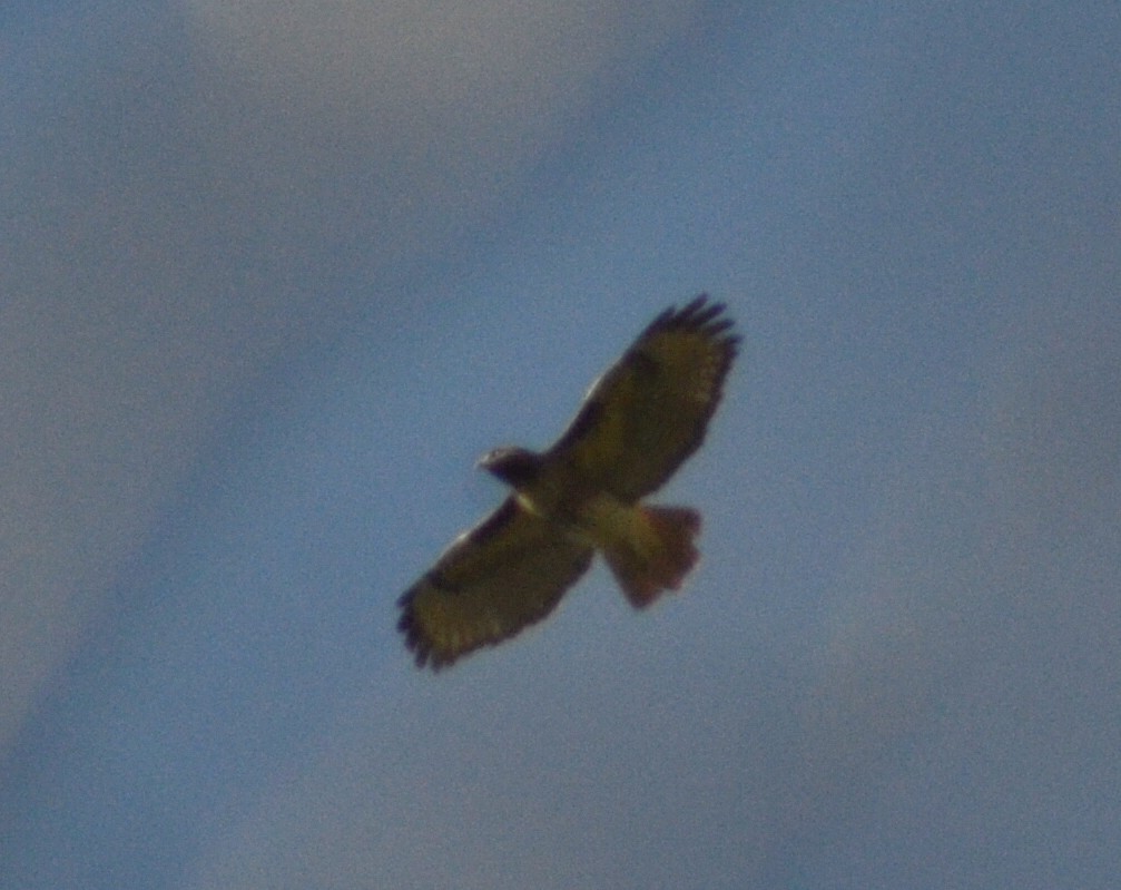 Red-tailed Hawk (jamaicensis) - ML615176252