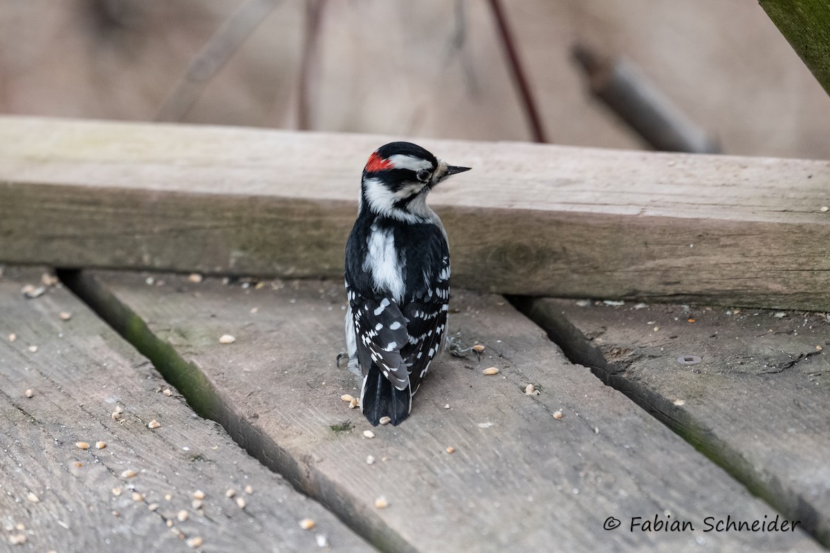 Downy Woodpecker (Eastern) - ML615176266
