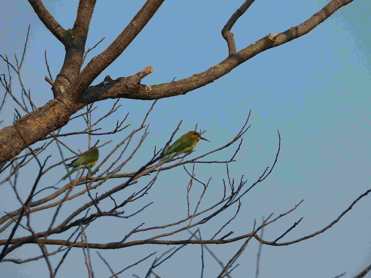 Blue-tailed Bee-eater - ML615176498