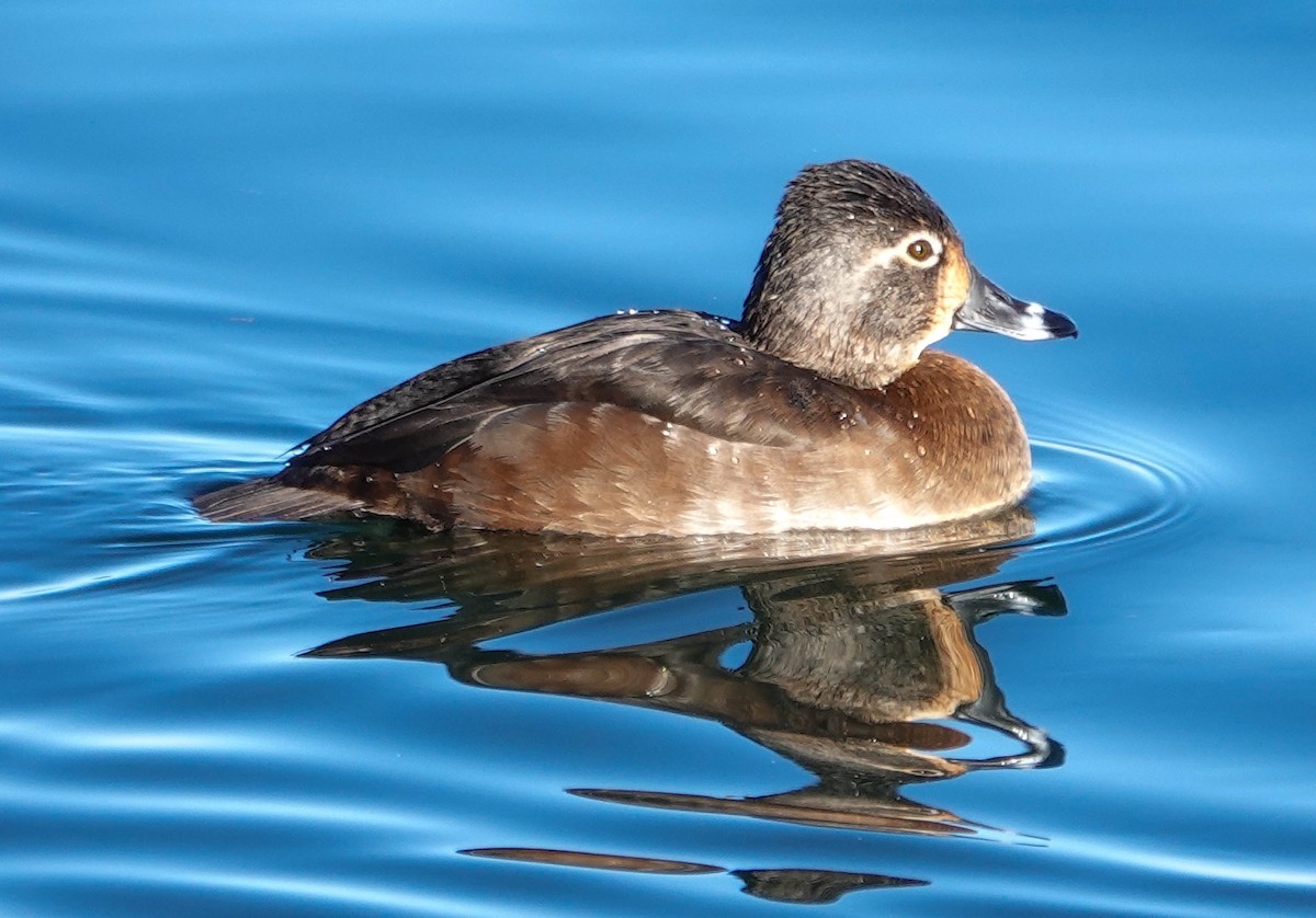 Ring-necked Duck - ML615176689
